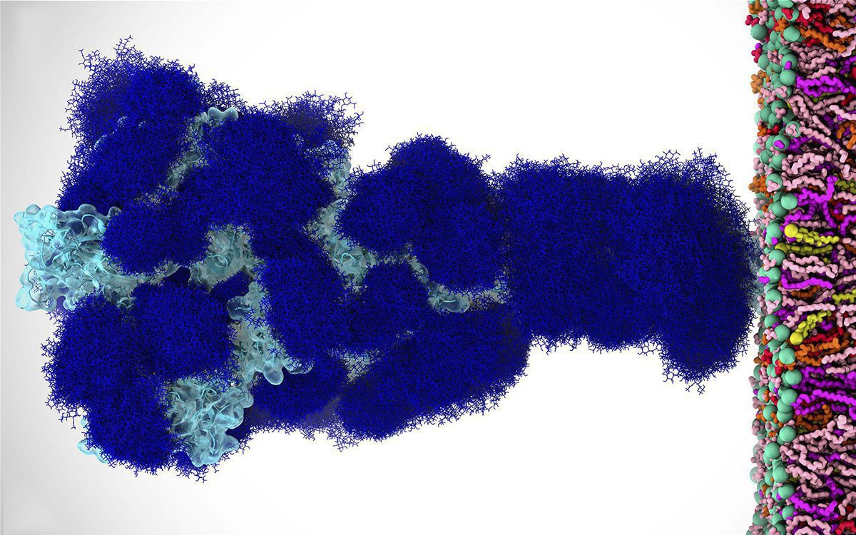 "Espinas" de coronavirus están cubiertas de azúcar, revela estudio