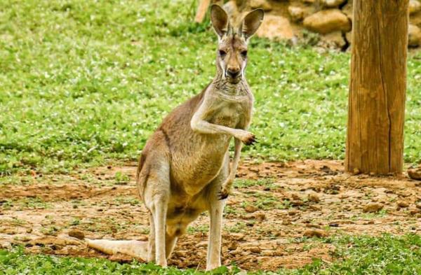 Tras entrar a zoológico, tres perros matan a dos canguros #FOTOS