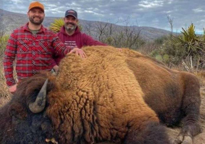 Semarnat niega haber dado permisos para caza de bisontes en Coahuila