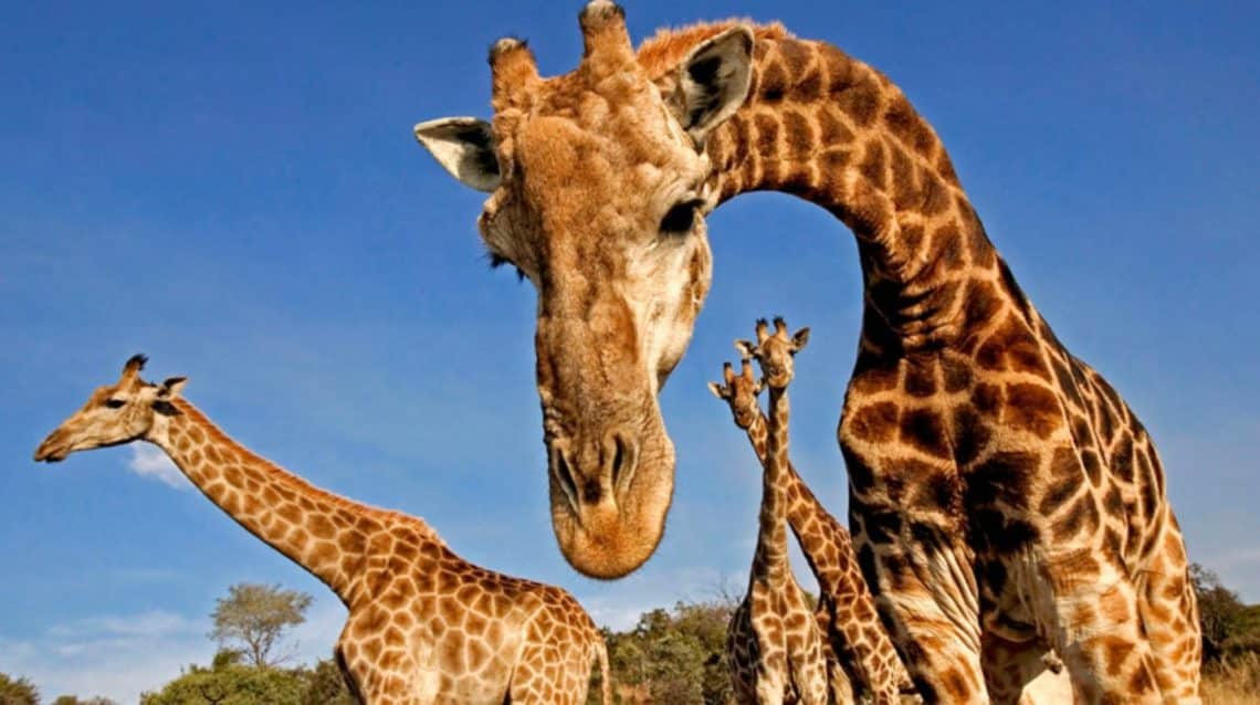 Científicos investigan a jirafas enanas, descubren la causa de su tamaño