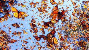 Cada vez son menos las mariposas monarca en México y Estados Unidos