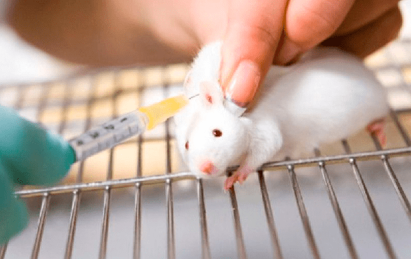 ¡Exitosa! Nueva terapia contra Covid-19 en ratones