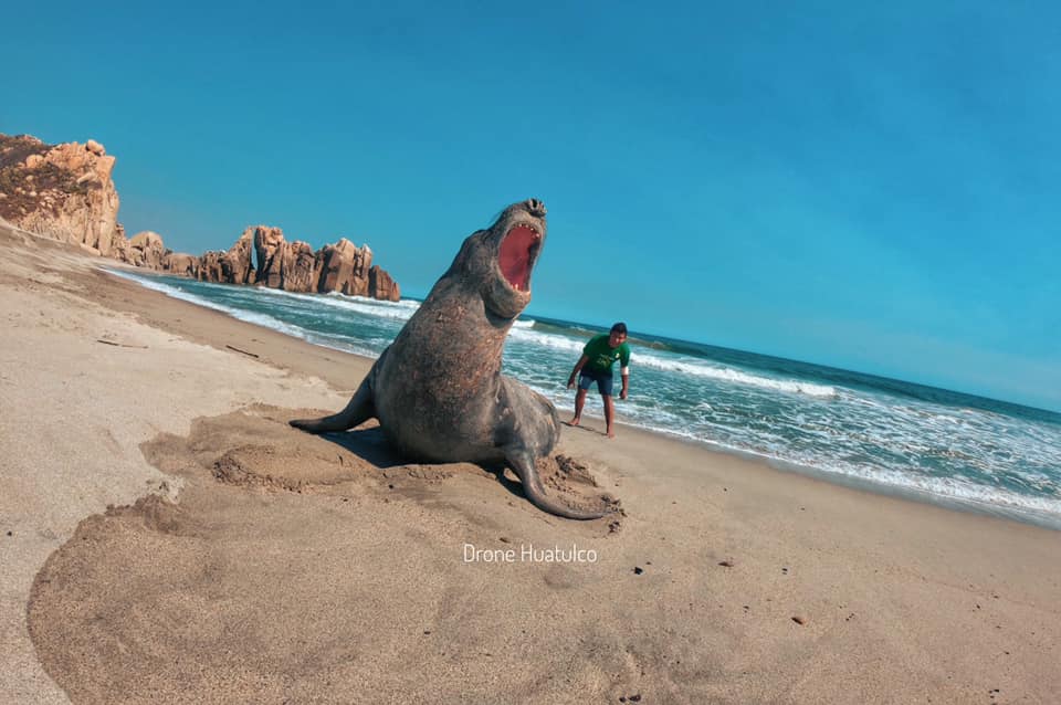 ¡A tomar el sol! captan a elefante marino en playa de Huatulco #IMÁGENES