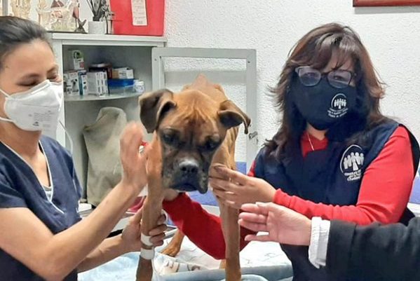 Brigadistas rescatan a perrita en estado de desnutrición, en la GAM #VIDEO