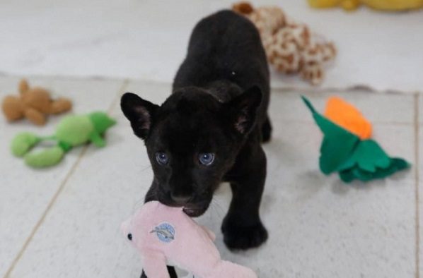 Nace jaguar negro en el Zoológico Centenario, en Mérida #VIDEO