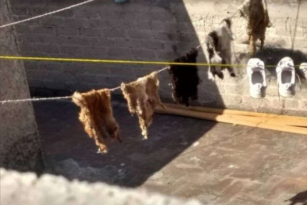 Denuncian sacrificios animales en Neza tras hallar pieles colgadas #VIDEO