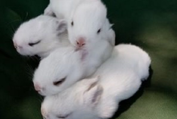 Más de 6 mil conejos han sido vacunados ante brote viral: Sader