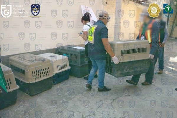 Rescataron a 18 perritos maltratados en casa de Iztacalco