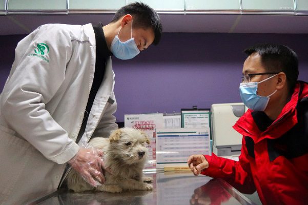 Corea del Sur comienza a aplicar pruebas covid a mascotas
