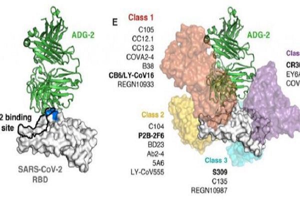 Encuentran anticuerpo que podría ser el 'talón de Aquiles' del Covid-19