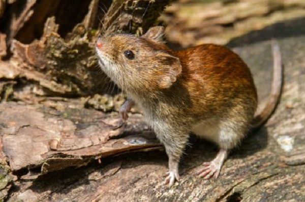 Muerte por hantavirus enciende alertas sanitarias en Argentina