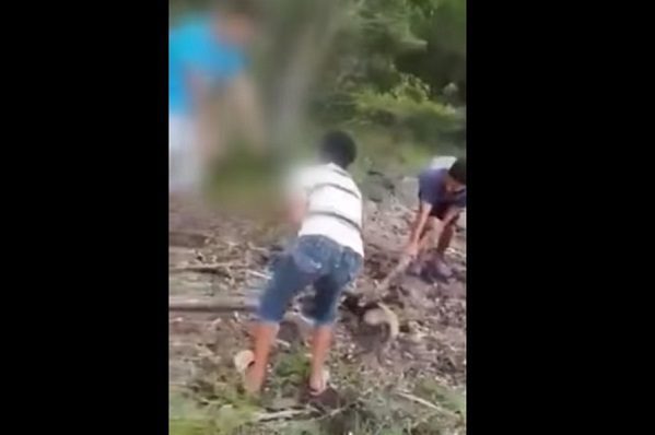 Niños torturaron y mataron a tiros a un oso hormiguero, en Tabasco
