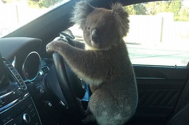 Pequeño koala causa choque de cinco autos #VIDEO