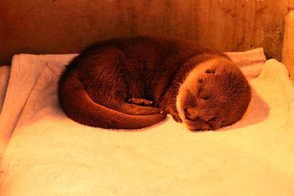 Nacieron dos nutrias en peligro de extinción, en Guadalajara #VIDEO