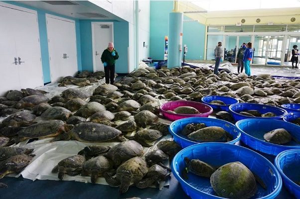 4 mil tortugas han sido rescatadas del intento frío en Texas #VIDEO