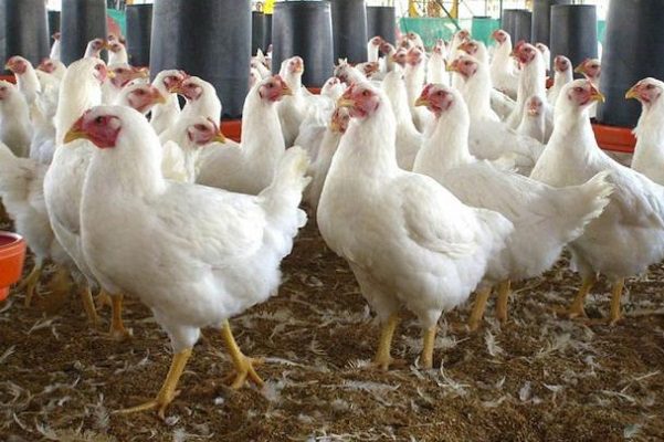¡Lo que faltaba! Rusia detecta primeros casos de gripe aviar en humanos