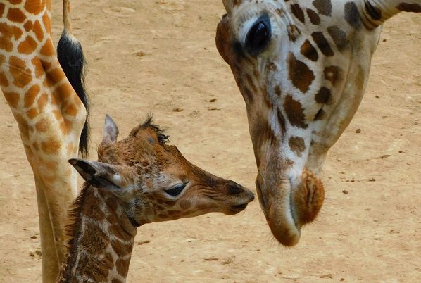 Zoológico de Chapultepec pide ayuda para nombrar a jirafa bebé