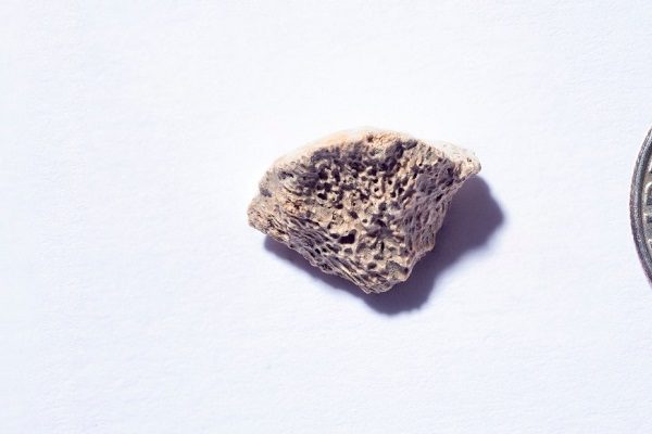 Los perros pudieron llegar a América hace más de 10 mil años, según estudio