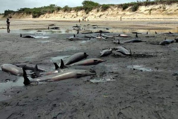 Localizan más de 100 delfines muertos en playa de Mozambique