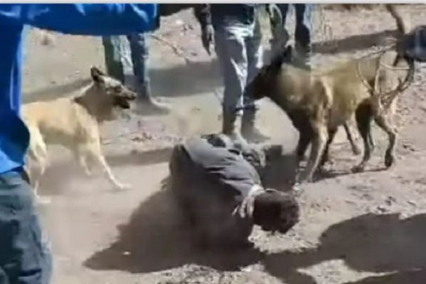 Hasta los perros le cayeron a este ladrón en Querétaro #VIDEO