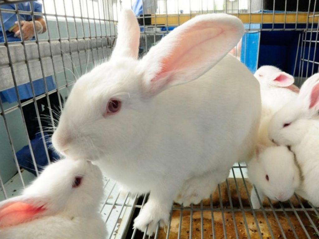 Emergencia de sanidad en nueve estados por enfermedad en conejos
