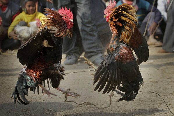 Gallo de peleas mata a su dueño durante evento ilegal