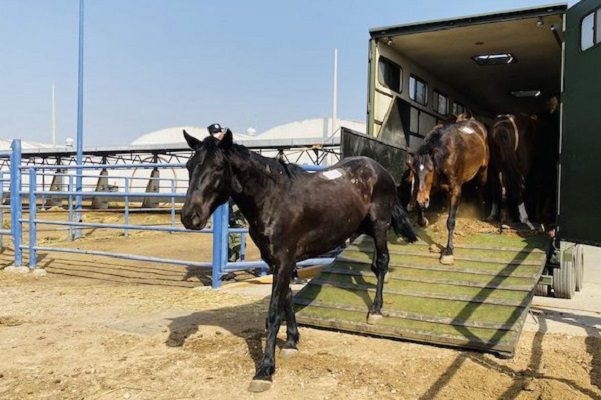 Sedena entregó a Birmex 60 caballos para realizar suero contra Covid-19