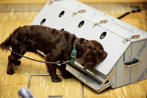 Entrenamiento de perros para detectar Covid, muestra 90% de precisión