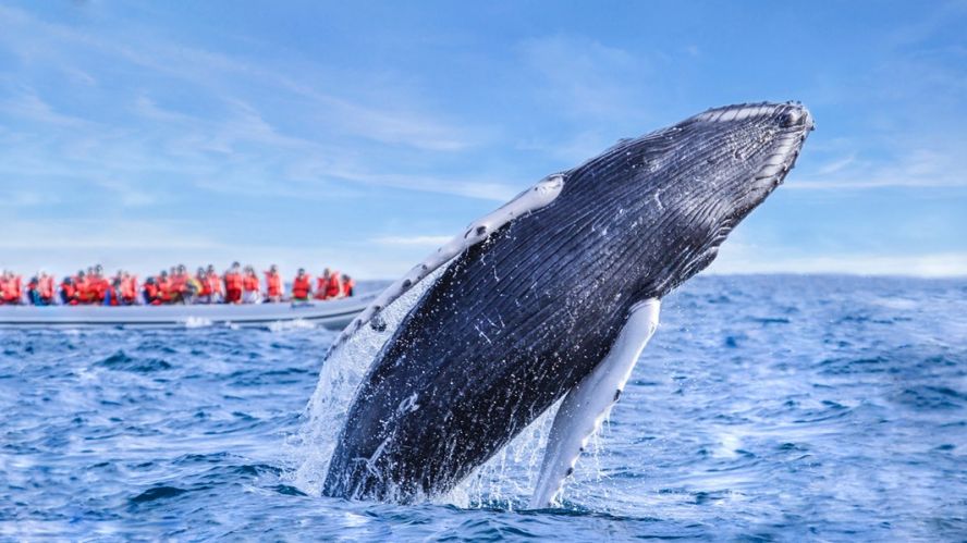 Nueva especie de ballena en el Golfo de México, ya está en peligro de extinción