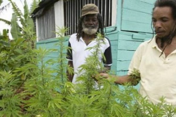 ¡Histórico! En Jamaica cae la producción de marihuana y casi se queda sin ella