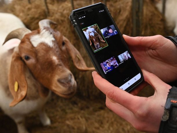 Granja 'renta' cabras para tus videollamadas
