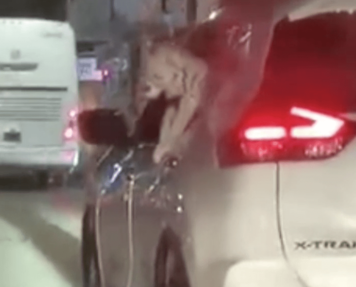 Captan a tigre en una camioneta de Puerto Vallarta #VIDEO