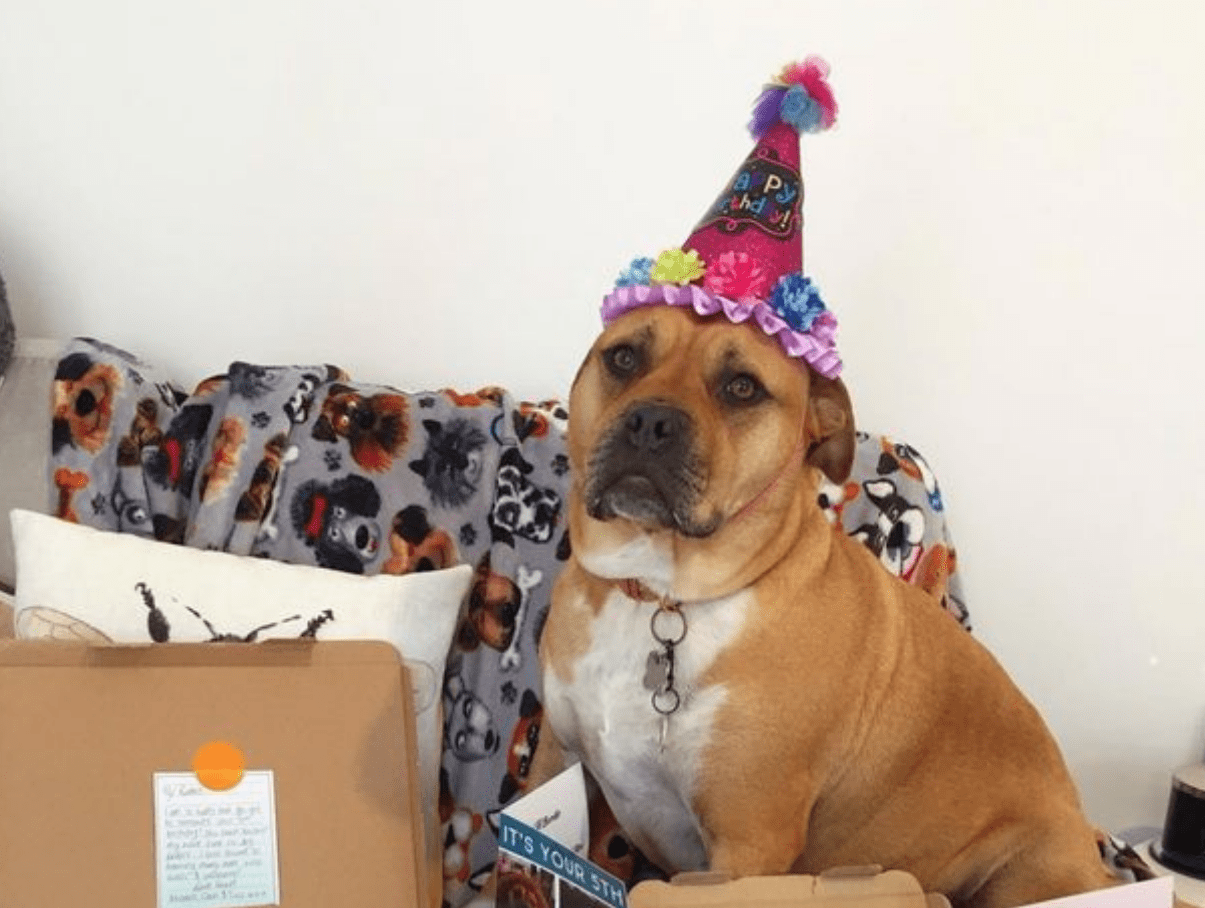 Perrita con cáncer disfruta últimos días con familia que la adoptó, su historia se viraliza