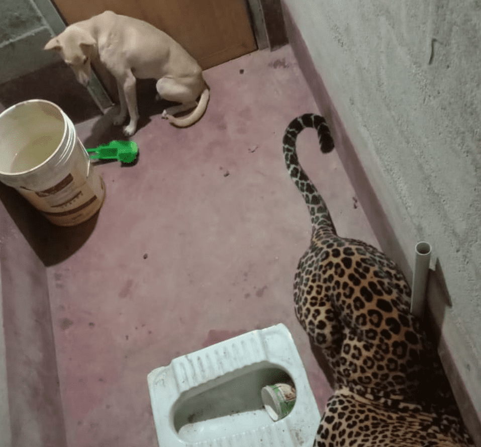 Leopardo queda atrapado con un perro, ambos esperan a ser liberados #VIDEO