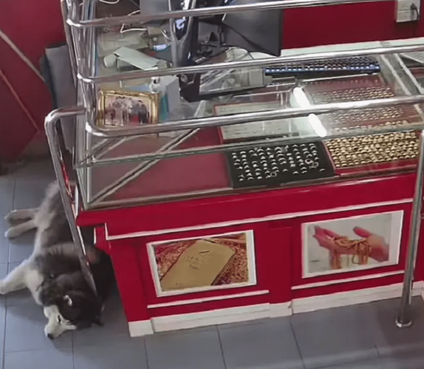 Perrito guardián entrenado, se duerme en "pleno asalto" #VIDEO