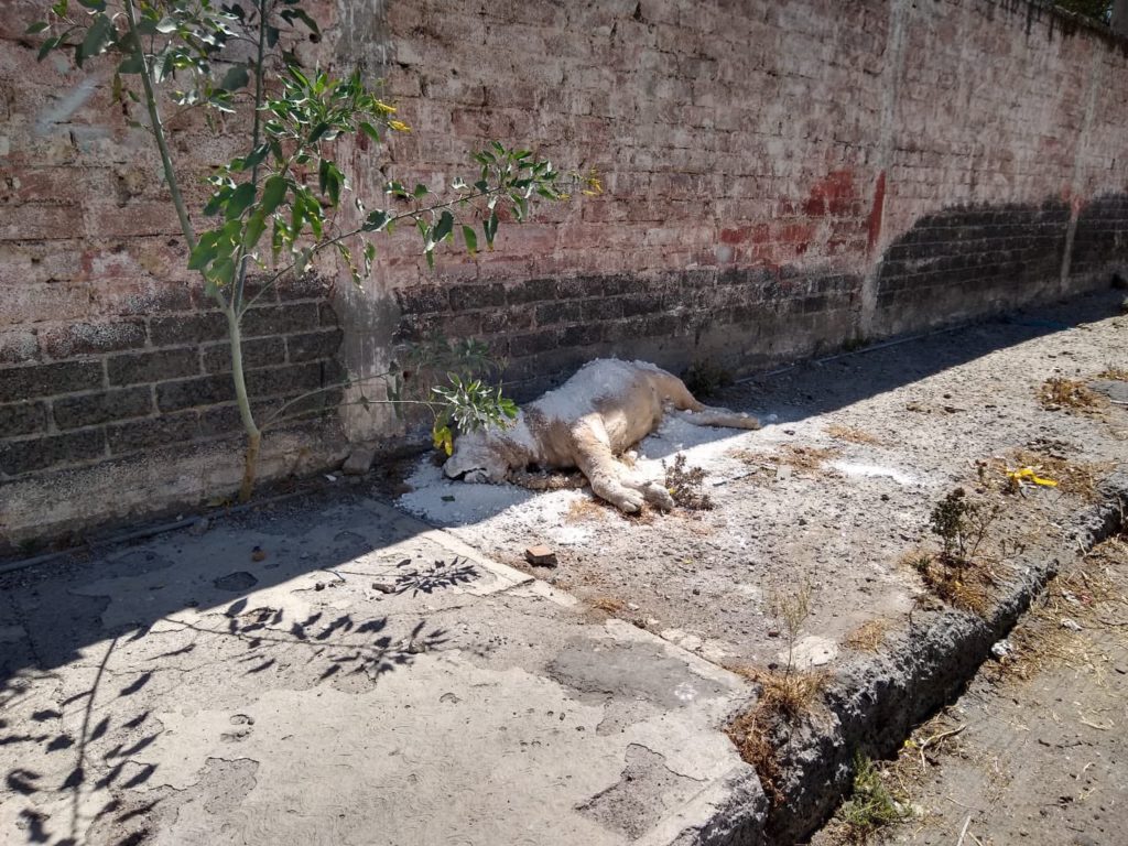 Hallan cadáver de león africano en calles de Iztapalapa
