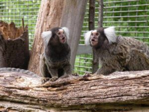 En Brasil, monos “chismosos” escuchan conversaciones ajenas