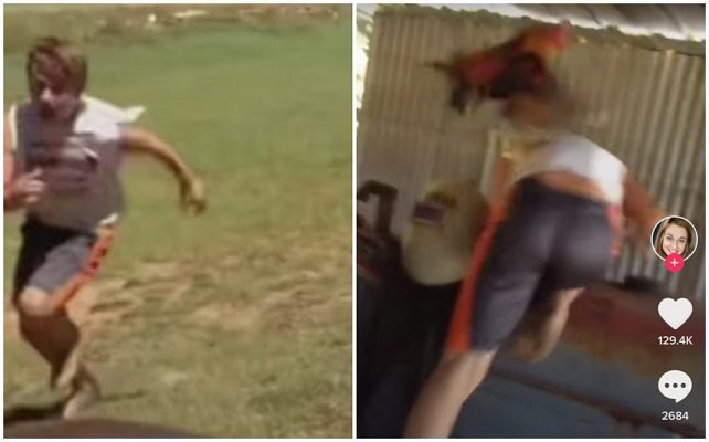 Niño perseguido por una gallina se hace viral en Tiktok #VIDEO