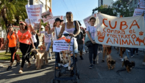 Cuba aprueba ley de bienestar animal
