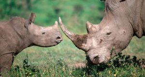 Recuperan 63 kilos de cuernos de rinoceronte en aeropuerto