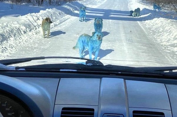 ¿Perritos azules en Rusia? No se trata una broma de mal gusto