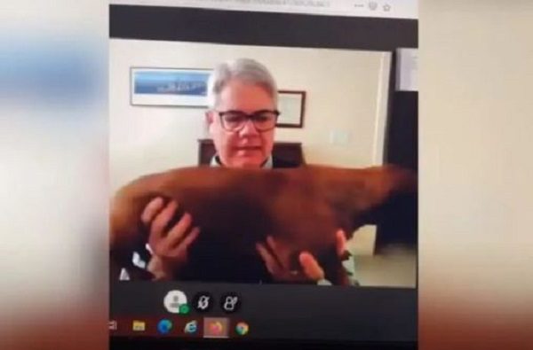 Maestro enternece a las redes al mostrar a sus perritos #VIDEO