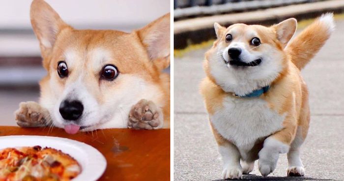Muere "Corgi", el perrito japonés viral por sus divertidas muecas