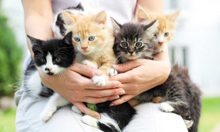 ¡Amor gatuno! promueven esterilización de felinos con campaña nacional