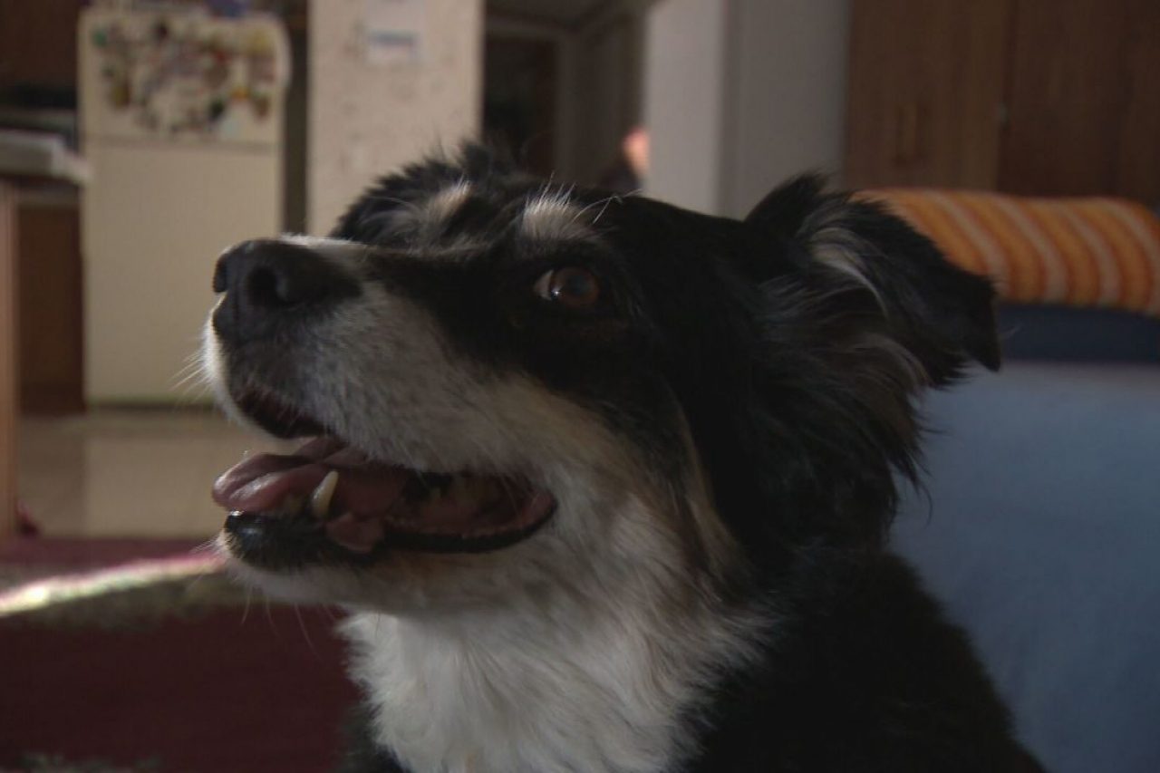 ¡Perro millonario! hereda cinco millones de dólares tras muerte de su propietario