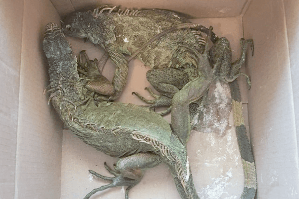 GN rescata más de 100 reptiles en autobús con rumbo a Puebla