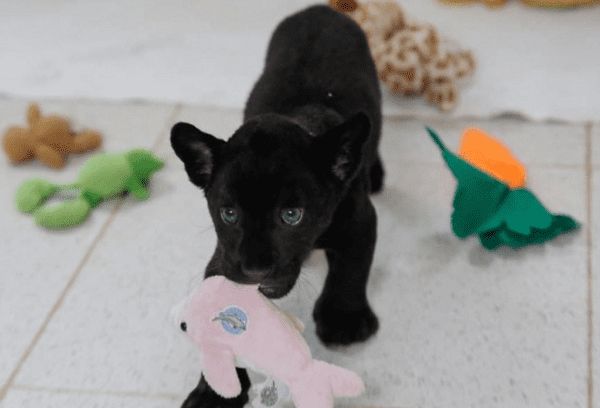 Nace jaguar negro en zoológico de Yucatán