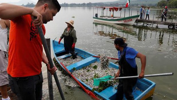 43 especies pesqueras que se consumen en México, están en riesgo