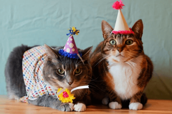 Día Internacional del Gato, 3 días para celebrar a los mininos