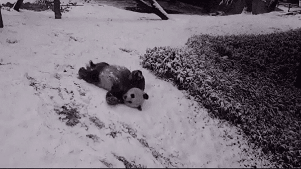 Osos panda generan ternura al ser vistos deslizándose en la nieve #VIDEO